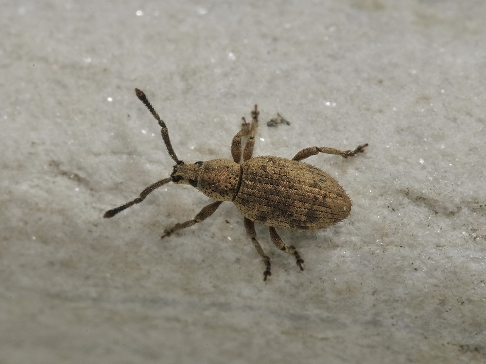 Curculionidae: Simo hirticornis?  Sì  !